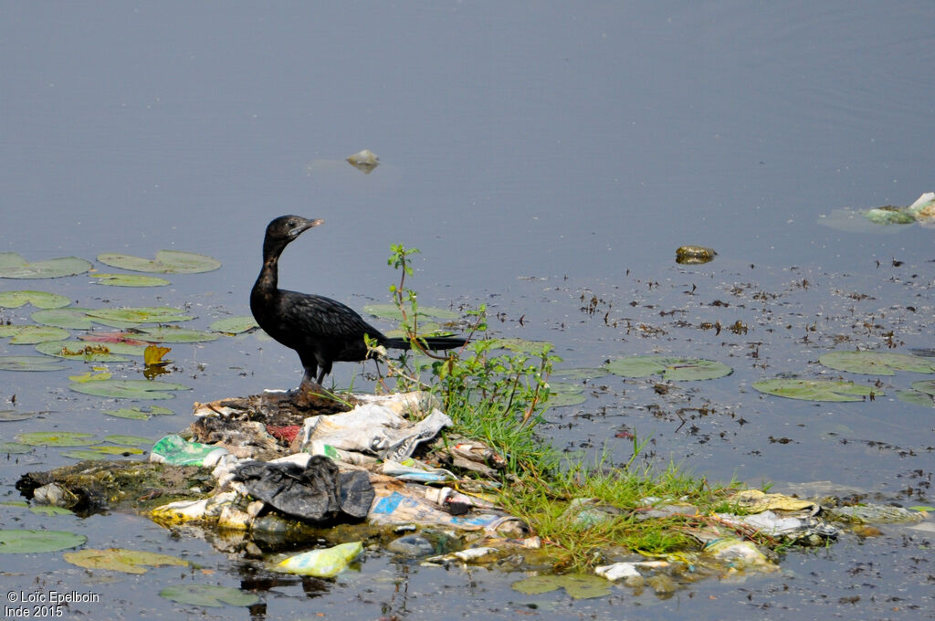 Cormoran de Vieillot