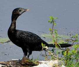 Cormoran de Vieillot