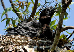 Cormoran de Vieillot