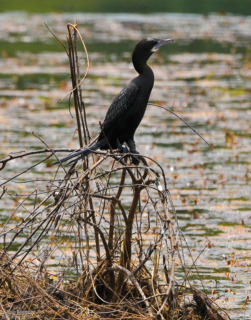 Little Cormorant