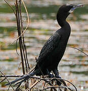 Little Cormorant