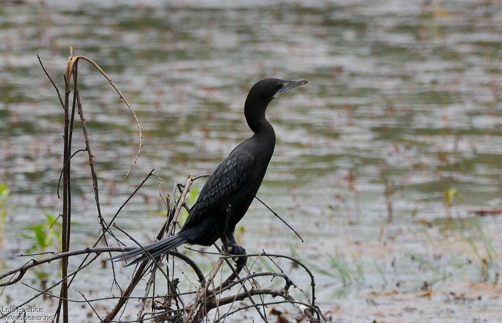 Little Cormorantadult breeding, identification