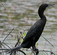 Little Cormorant