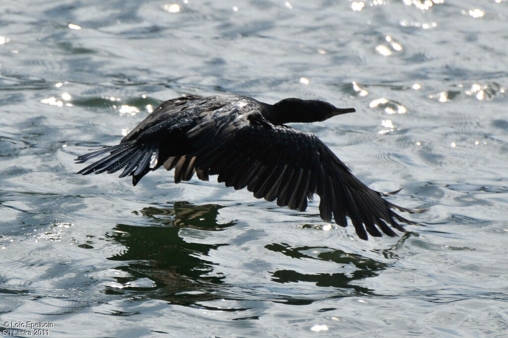 Little Cormorant