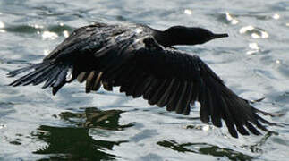 Little Cormorant