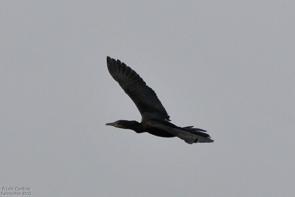 Little Cormorant