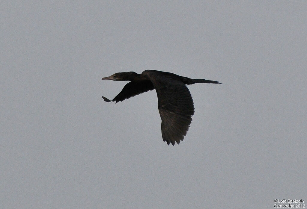 Cormoran de Vieillot