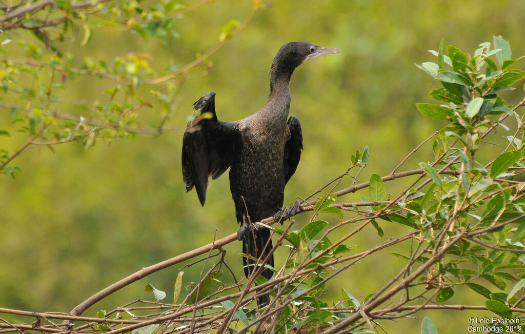 Little Cormorant