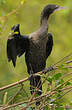 Cormoran de Vieillot