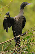 Little Cormorant