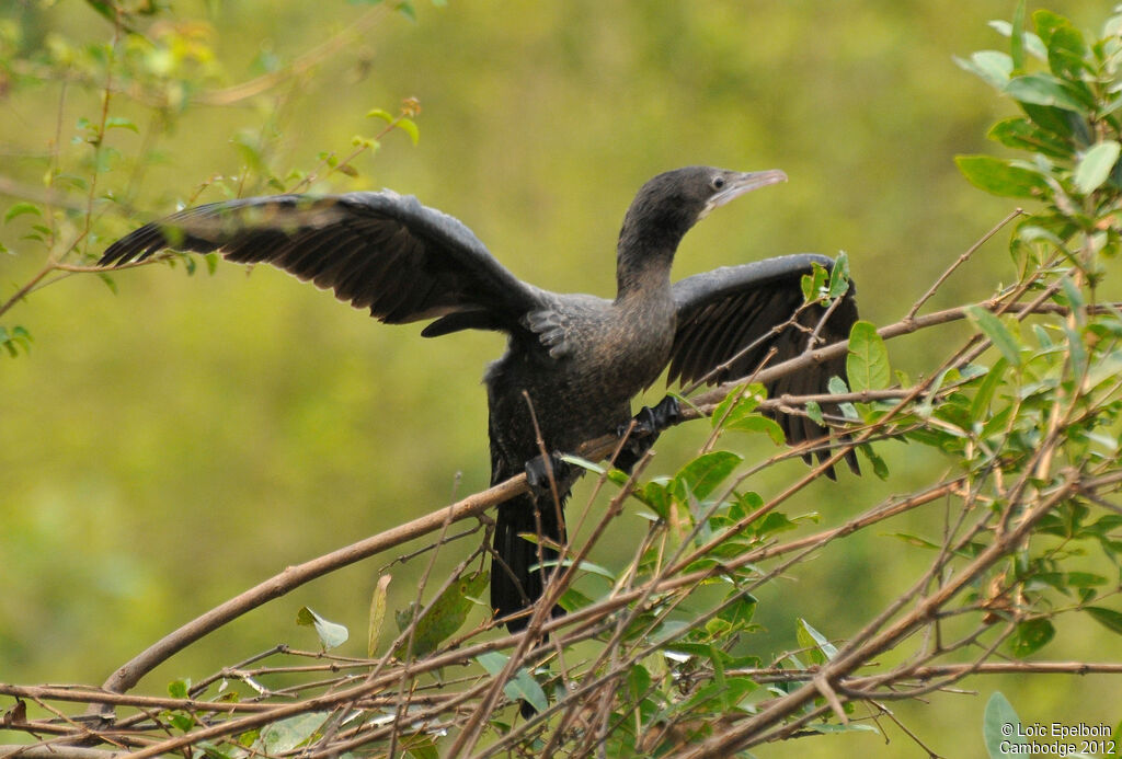 Little Cormorant