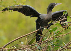 Cormoran de Vieillot