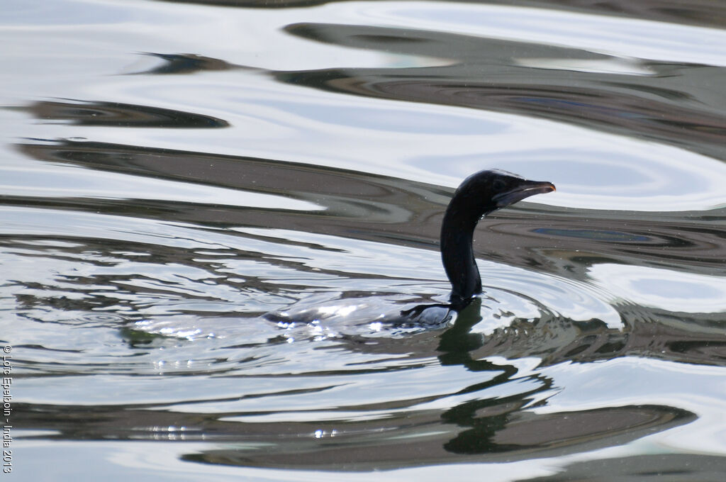 Cormoran de Vieillot