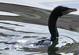 Cormoran de Vieillot