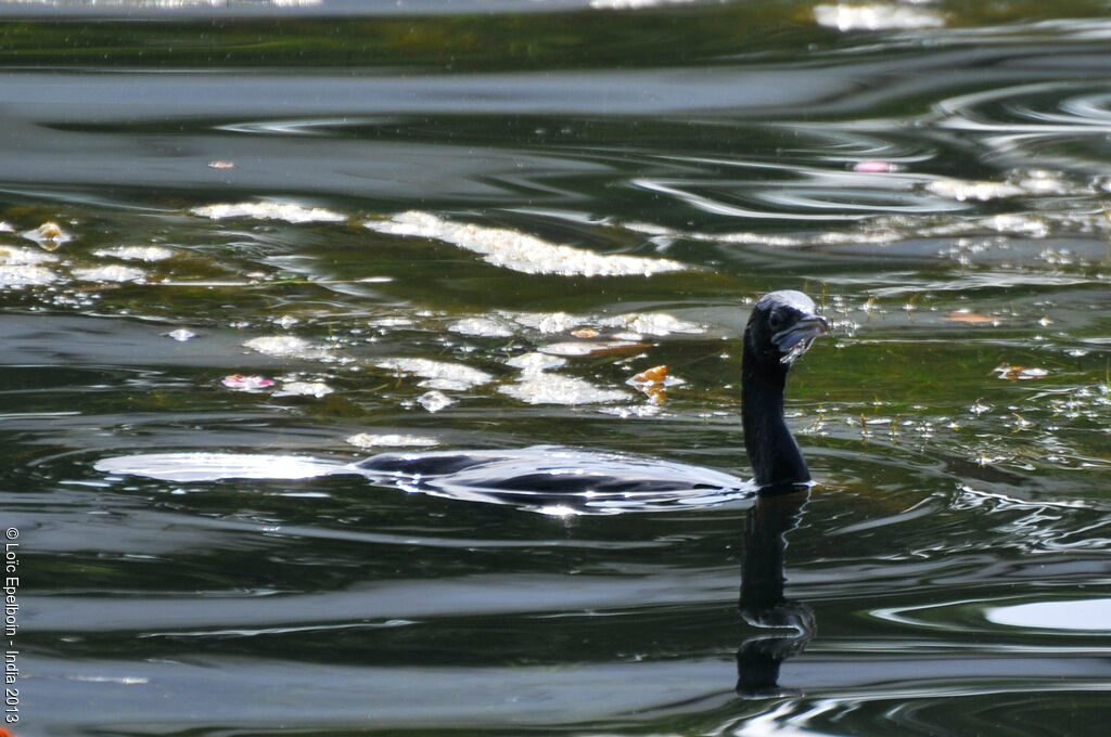 Little Cormorant