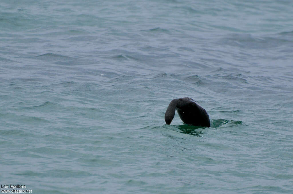 European Shag, swimming