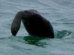 European Shag