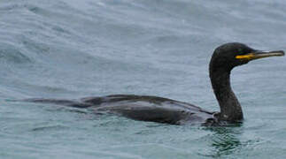 European Shag