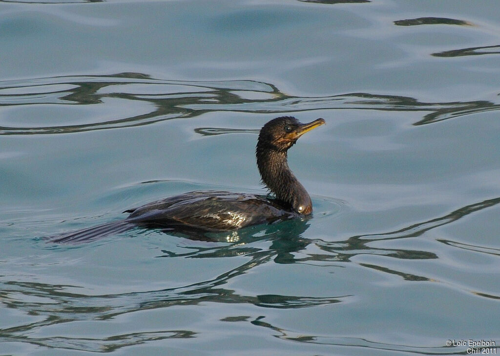 Cormoran vigua