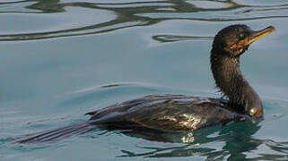 Neotropic Cormorant