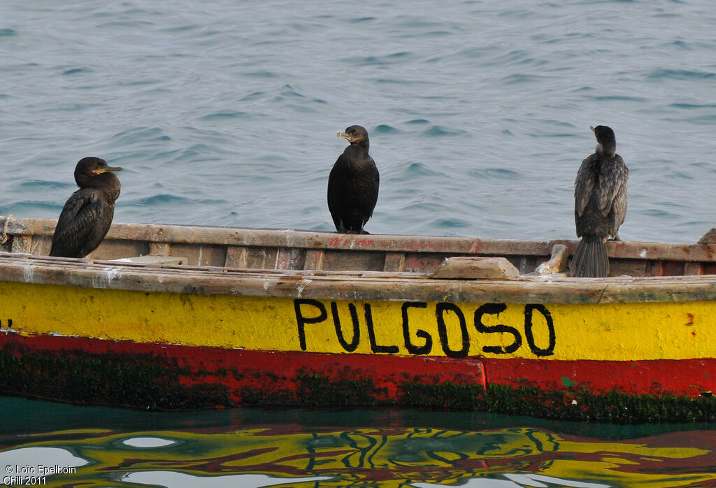 Neotropic Cormorant