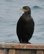 Neotropic Cormorant