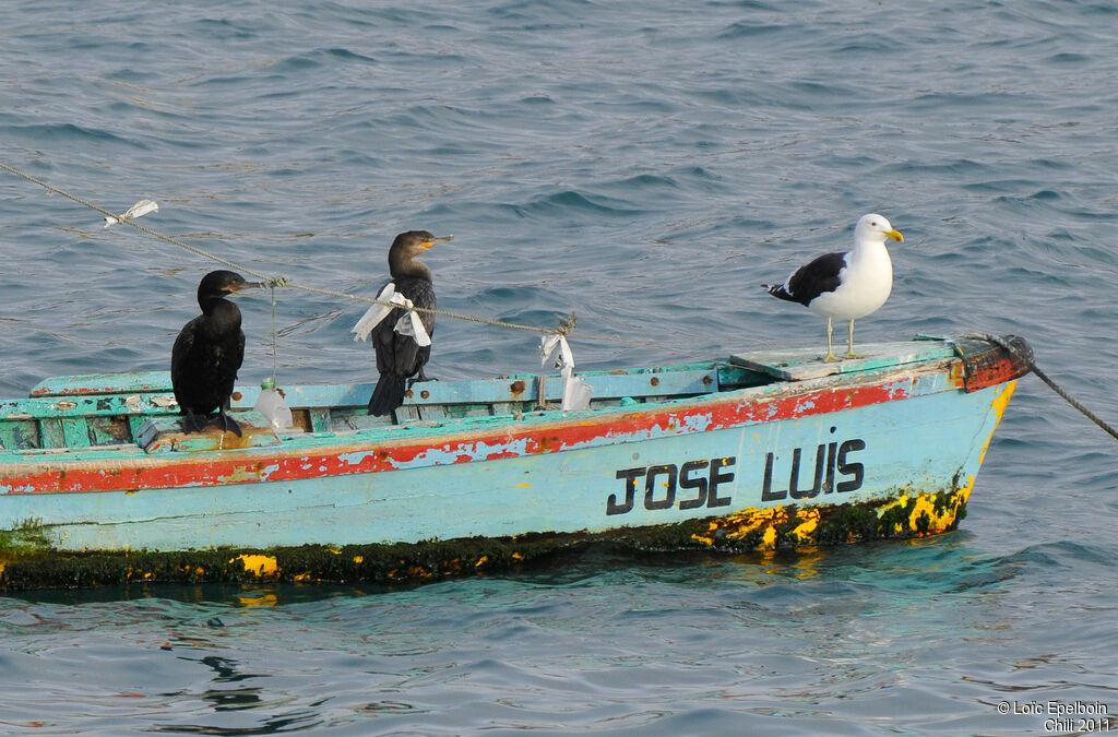 Neotropic Cormorant