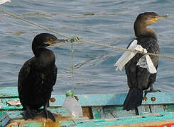 Neotropic Cormorant