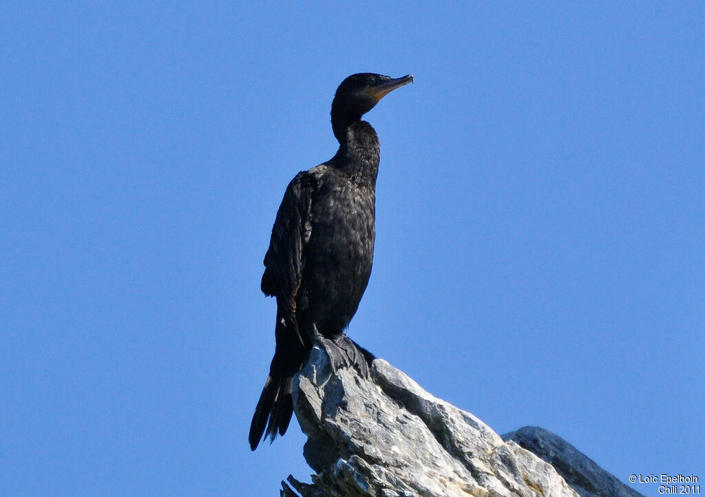 Cormoran vigua