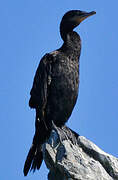 Neotropic Cormorant