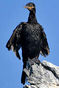 Neotropic Cormorant