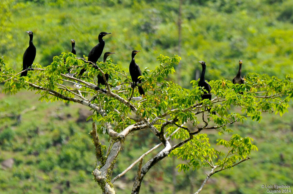 Neotropic Cormorant