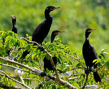 Neotropic Cormorant