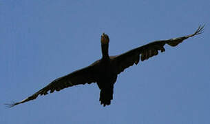 Neotropic Cormorant