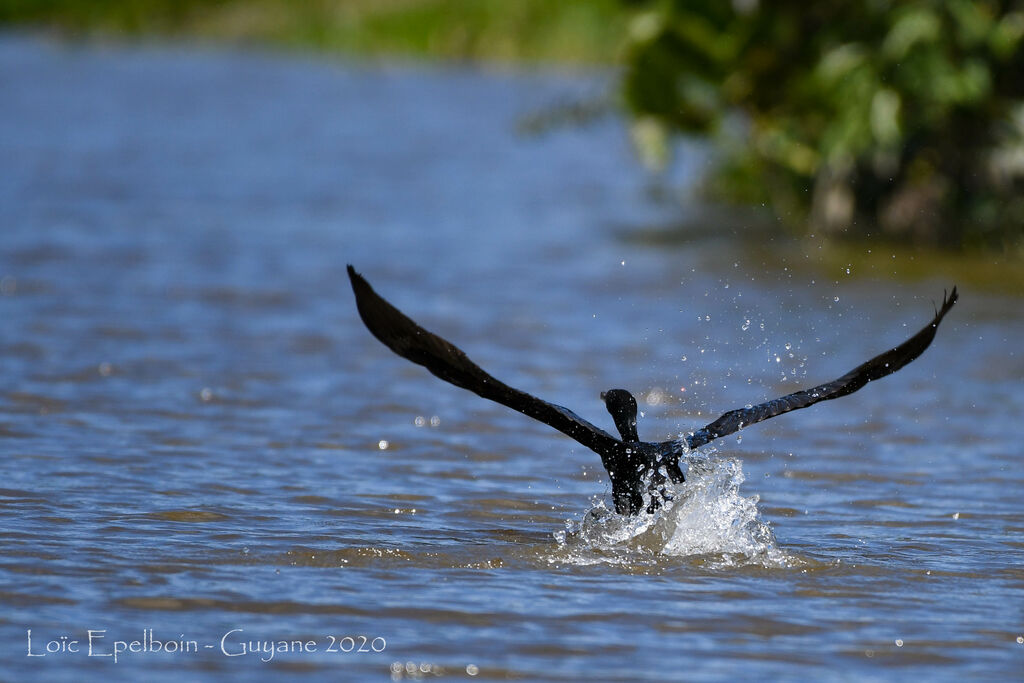 Cormoran vigua