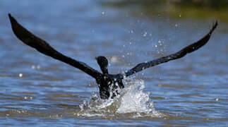 Neotropic Cormorant