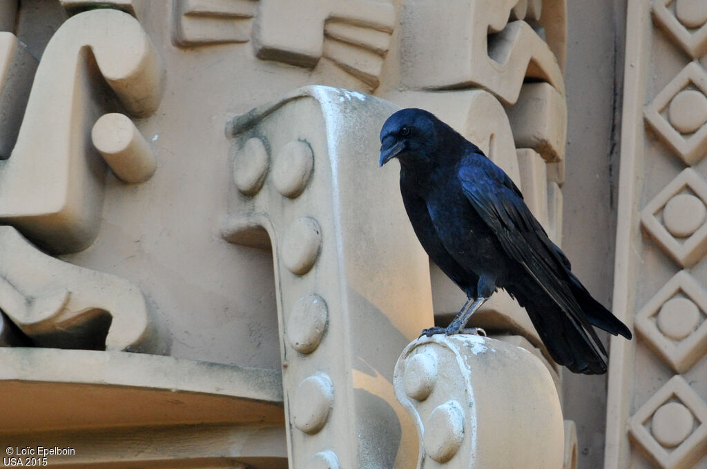 American Crow