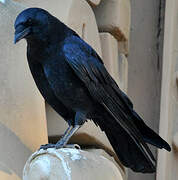 American Crow