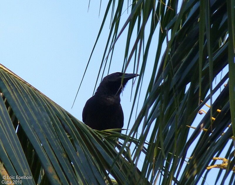 Cuban Crow