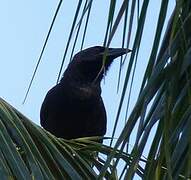 Cuban Crow