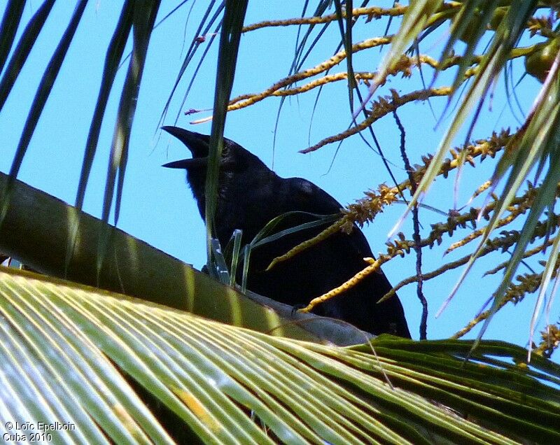 Cuban Crow