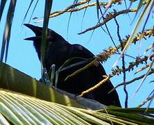 Cuban Crow