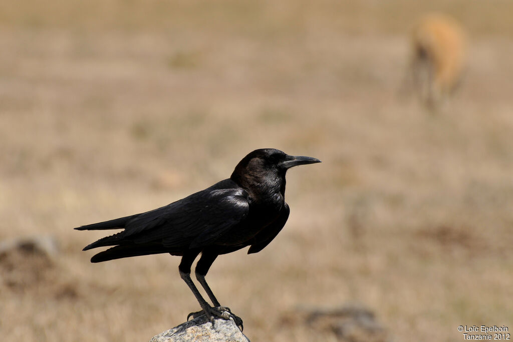 Cape Crow