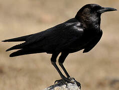 Cape Crow