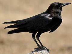 Cape Crow