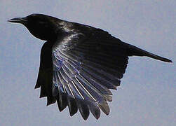 Cape Crow