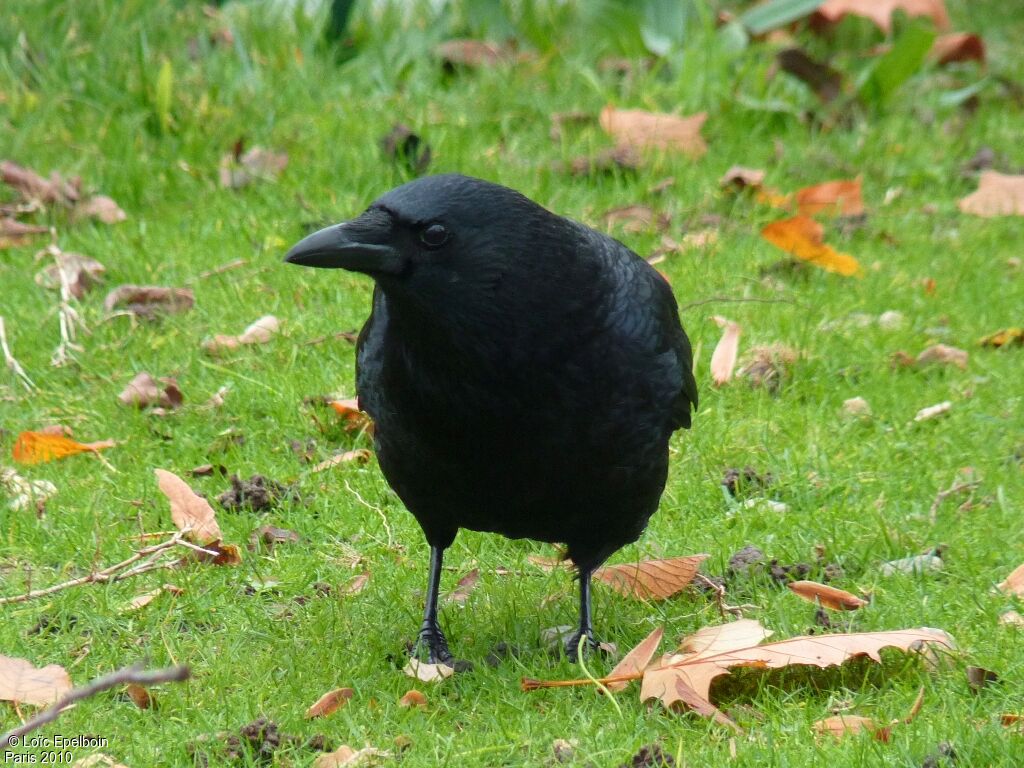 Carrion Crow