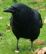 Carrion Crow