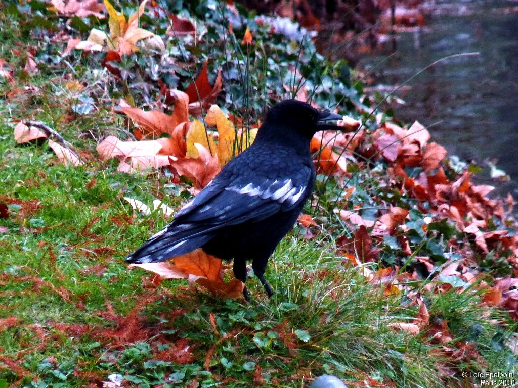 Carrion Crow