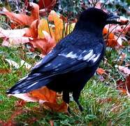 Carrion Crow